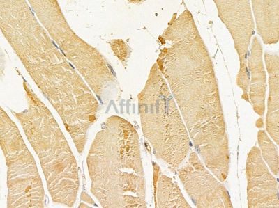 Aurora A Mouse Monoclonal Antibody - BF8144 at 1/100 staining mouse pancreatic tissue by IHC-P.