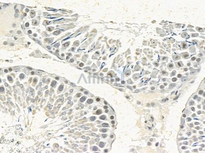 hnRNP C1/C2 Mouse Monoclonal Antibody - BF8145 at 1/100 staining rat testis tissue by IHC-P.