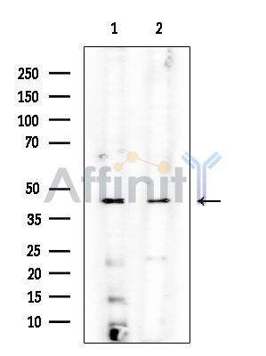 Aurora A Mouse Monoclonal Antibody - Western blot analysis of extracts from various samples, using Aurora A Mouse Monoclonal Antibody.