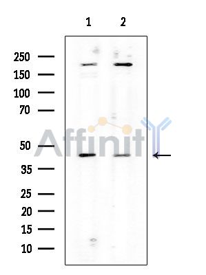 Aurora A Mouse Monoclonal Antibody - Western blot analysis of extracts from various samples, using Aurora A Mouse Monoclonal Antibody.