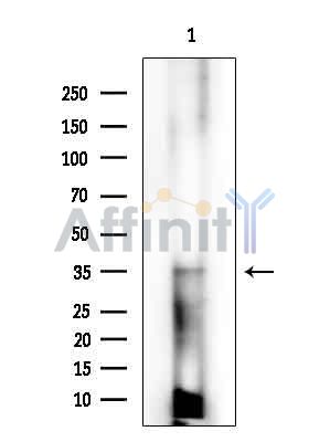 Seven Transmembrane Helix Receptor Antibody - Western blot analysis of extracts from Mouse testis, using Seven Transmembrane Helix Receptor Antibody at 1/1000 dilution.