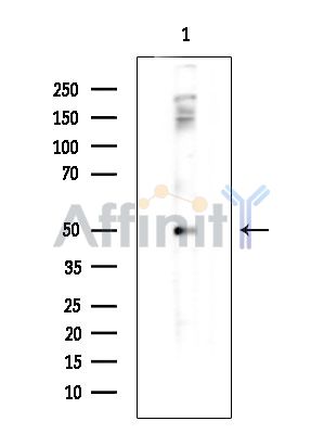 SNX33 Antibody - Western blot analysis of extracts from Rat brain, using SNX33 Antibody.