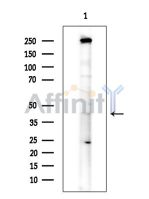 SNX7 Antibody - Western blot analysis of extracts from COLO205 cells(heat-shock treatment), using SNX7 Antibody.