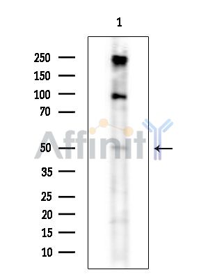 SNX7 Antibody - Western blot analysis of extracts from Mouse testis, using SNX7 Antibody.