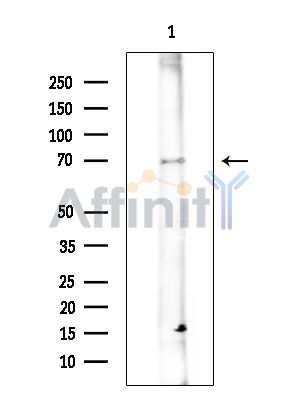 Glycoprotein 2 Antibody - Western blot analysis of extracts from COLO205 cells(heat-shock treatment), using Glycoprotein 2 Antibody.