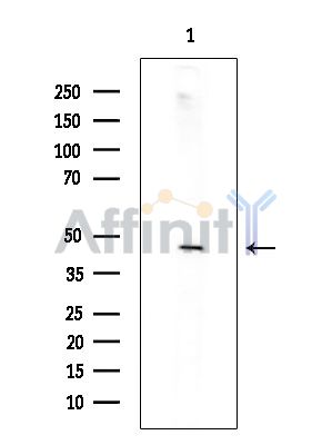 Glycoprotein 2 Antibody - Western blot analysis of extracts from Rat brain, using Glycoprotein 2 Antibody.