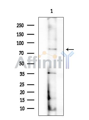 XPR1 Antibody - Western blot analysis of extracts from Mouse testis, using XPR1 Antibody at 1/1000 dilution.