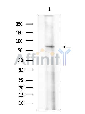 XPR1 Antibody - Western blot analysis of extracts from COLO205 cells(heat-shock treatment), using XPR1 Antibody at 1/1000 dilution.