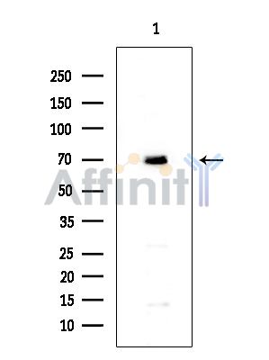 FXL19 Antibody - Western blot analysis of extracts from Rat brain, using FXL19 Antibody.