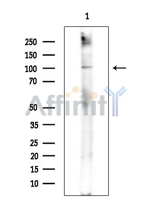 FBXO30 Antibody - Western blot analysis of extracts from Rat brain, using FBXO30 Antibody.