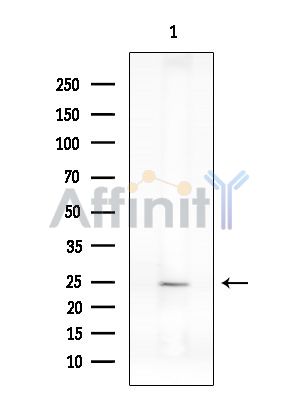 RGS13 Antibody - Western blot analysis of extracts from Rat brain, using RGS13 Antibody at 1/1000 dilution.