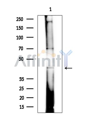 RNF128 Antibody - Western blot analysis of extracts from Rat brain, using RNF128 Antibody at 1/1000 dilution.