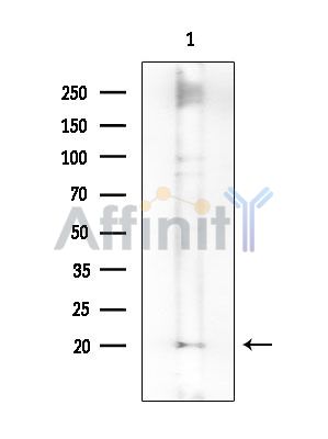 NENF Antibody - Western blot analysis of extracts from Mouse testis, using NENF Antibody at 1/1000 dilution.