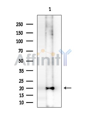 NENF Antibody - Western blot analysis of extracts from COLO205 cells(heat-shock treatment), using NENF Antibody at 1/1000 dilution.