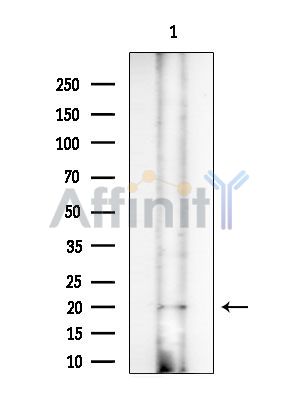 ARL1 Antibody - Western blot analysis of extracts from COLO205 cells(heat-shock treatment), using ARL1 Antibody at 1/1000 dilution.