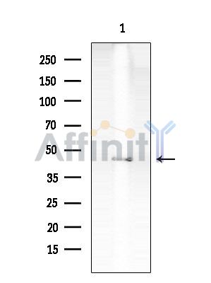 FAM71D Antibody - Western blot analysis of extracts from Mouse testis, using FAM71D Antibody at 1/1000 dilution.