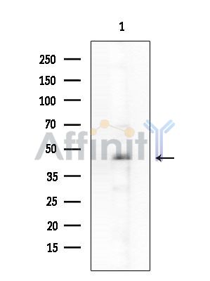FAM71D Antibody - Western blot analysis of extracts from Rat brain, using FAM71D Antibody at 1/1000 dilution.