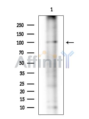 NLRP14 Antibody - Western blot analysis of extracts from COLO205 cells(heat-shock treatment), using NLRP14 Antibody.