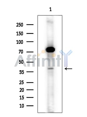 STAMBPL1 Antibody - Western blot analysis of extracts from Rat brain, using STAMBPL1 Antibody.