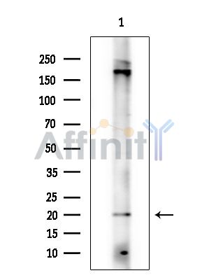 TMEM35A Antibody - Western blot analysis of extracts from Rat brain, using TMEM35A Antibody.