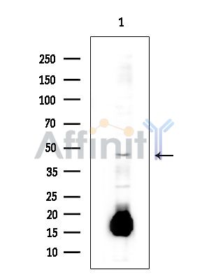 SLC36A2 Antibody - Western blot analysis of extracts from Mouse testis, using SLC36A2 Antibody.