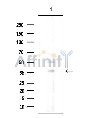 GET4 Antibody - Western blot analysis of extracts from Rat brain, using GET4 Antibody.
