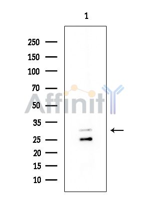 NFAM1 Antibody - Western blot analysis of extracts from COLO205 cells(heat-shock treatment), using NFAM1 Antibody at 1/1000 dilution.