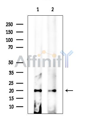 CAPNS2 Antibody - Western blot analysis of extracts from various samples, using CAPNS2 Antibody.