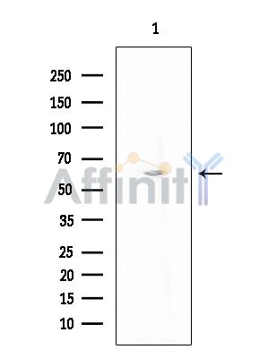 NBPF6 Antibody - Western blot analysis of extracts from Mouse testis, using NBPF6 Antibody at 1/1000 dilution.