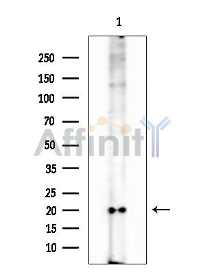 Phospho-FXYD1/PLM (Ser83) Antibody - Western blot analysis of extracts from Mouse testis, using Phospho-FXYD1/PLM (Ser83) Antibody at 1/1000 dilution.