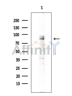 RSK2 Antibody - Western blot analysis of extracts from Mouse testis, using RSK2 Antibody at 1/1000 dilution.