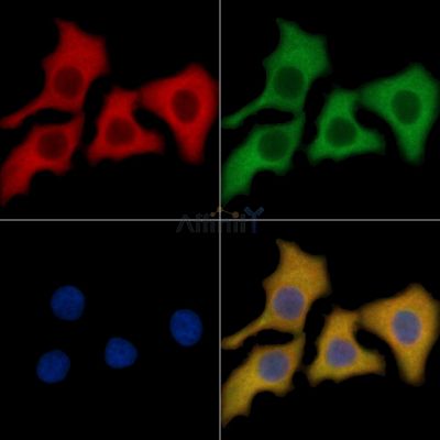 Aurora A Mouse Monoclonal Antibody - BF8273 staining HepG2 cells by IF/ICC.