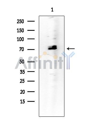 Gliomedin Antibody - Western blot analysis of extracts from Rat brain, using Gliomedin Antibody at 1/1000 dilution.