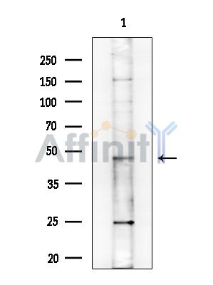 NPTN Antibody - Western blot analysis of extracts from EC304 cells(heat-shock treatment), using NPTN Antibody at 1/1000 dilution.