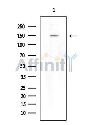 RRBP1 Antibody - Western blot analysis of extracts from Mouse testis, using RRBP1 Antibody at 1/1000 dilution.