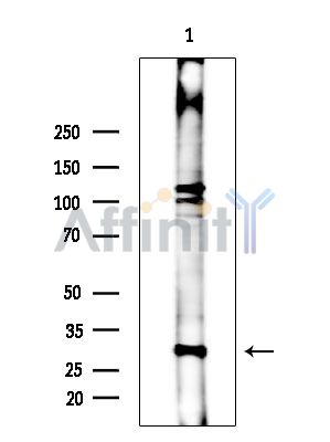 FbxO6 Antibody - Western blot analysis of extracts from COLO205 cells(heat-shock treatment), using FbxO6 Antibody at 1/1000 dilution.