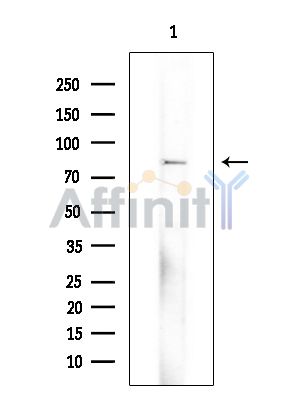 TLR10 Antibody - Western blot analysis of extracts from Mouse testis, using TLR10 Antibody at 1/1000 dilution.