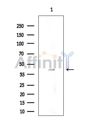 MLC1 Antibody - Western blot analysis of extracts from COLO205 cells(heat-shock treatment), using MLC1 Antibody at 1/1000 dilution.