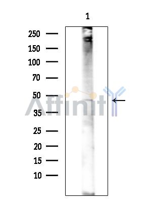 Nova1 Antibody - Western blot analysis of extracts from COLO205 cells(heat-shock treatment), using Nova1 Antibody at 1/1000 dilution.