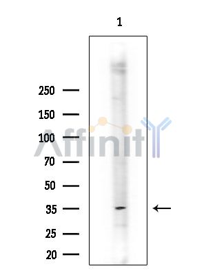 TMEM59 Antibody - Western blot analysis of extracts from Mouse testis, using TMEM59 Antibody at 1/1000 dilution.