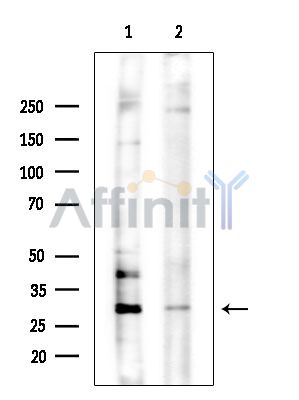 MOX1 Antibody - Western blot analysis of extracts from various samples, using MOX1 Antibody at 1/1000 dilution.