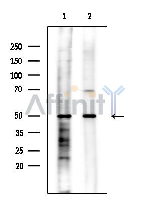 PLBD2 Antibody - Western blot analysis of extracts from various samples, using PLBD2 Antibody at 1/1000 dilution.