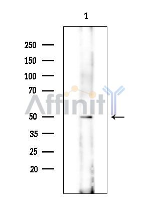 CP2BA Antibody - Western blot analysis of extracts from Mouse testis, using CP2BA Antibody at 1/1000 dilution.
