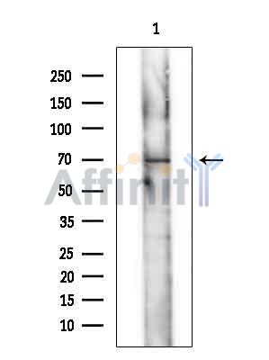 PWWP2A Antibody - Western blot analysis of extracts from COLO205 cells(heat-shock treatment), using PWWP2A Antibody at 1/1000 dilution.