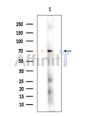 WRNIP1 Antibody - Western blot analysis of extracts from Rat brain, using WRNIP1 Antibody at 1/1000 dilution.