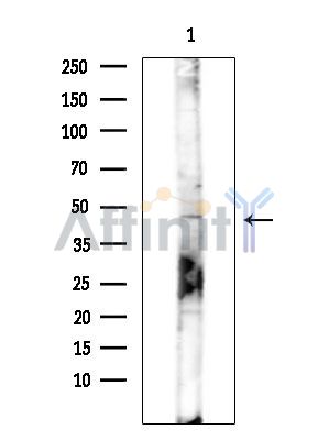 UBXN6 Antibody - Western blot analysis of extracts from COLO205 cells(heat-shock treatment), using UBXN6 Antibody at 1/1000 dilution.