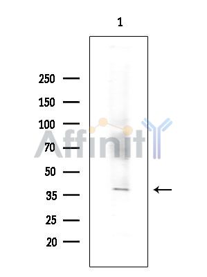 UBE2J2 Antibody - Western blot analysis of extracts from Mouse testis, using UBE2J2 Antibody at 1/1000 dilution.