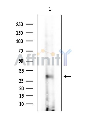TMEM38B Antibody - Western blot analysis of extracts from Rat brain, using TMEM38B Antibody at 1/1000 dilution.