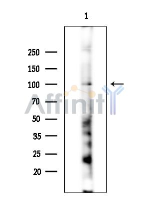 STON2 Antibody - Western blot analysis of extracts from Rat brain, using STON2 Antibody at 1/1000 dilution.