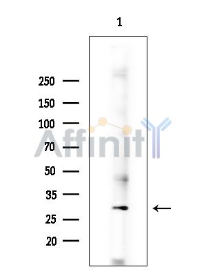 TSFM Antibody - Western blot analysis of extracts from Rat brain, using TSFM Antibody at 1/1000 dilution.